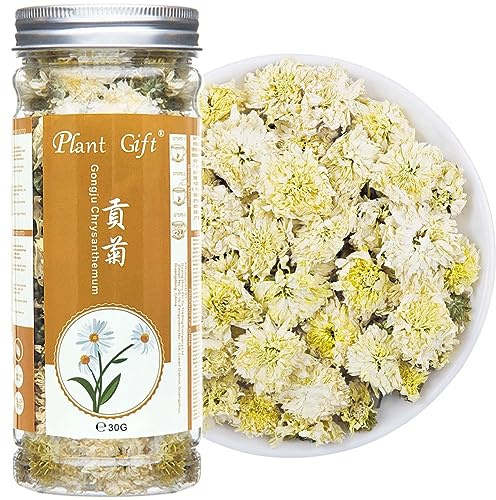 Plant Gift Gongju Chrysanthemum Tea 30g/1oz 贡菊 菊花茶 Gongju krysantemum te, hälsorter, krysantemum blomma torkade örtte kinesiska te