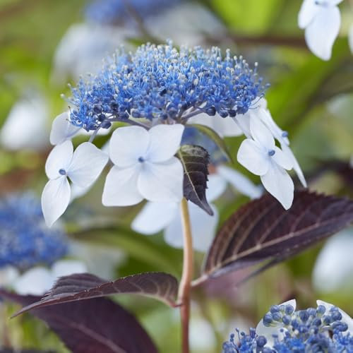 Hydrangea serrata 'Hydrantea' Hardy Shrub with Large Lace-Cap Flowers Perfect for Shaded Borders and Tea-Making 1X 3 Litre Pot by Thompson and Morgan