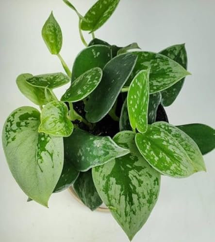 Scindapsus Argyraeus Satin Pothos Silver Ann in 8,5 cm Pot