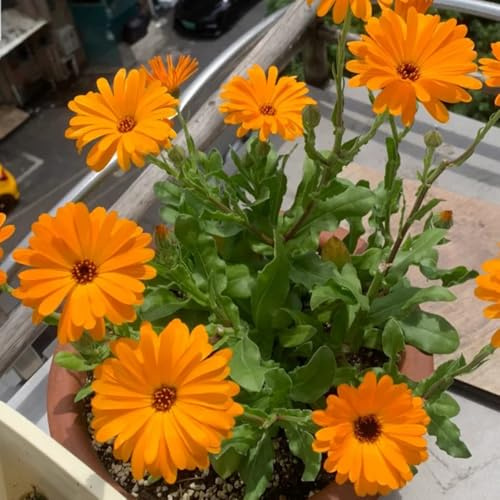 Semi di Calendula officinalis - resistenti all'esterno regali per giardinieri per luoghi soleggiati giardino 50pcs