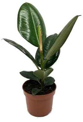 Ficus Elastica Natural Árbol de Grandes Hojas Ovaladas