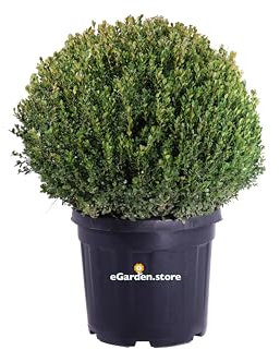 Pianta di Buxus Microphylla Faulkner Sfera pianta di Bosso Faulkner Sfera pianta da giardino pianta da esterno pianta di Bosso ornamentale pianta vera venduta da eGarden.store (Vaso 45 cm)