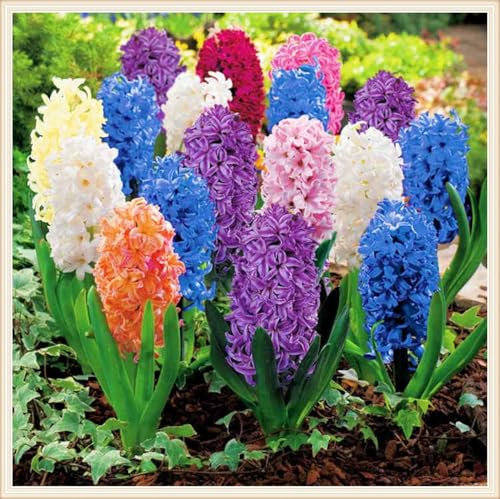 Hyazinthenzwiebel Winterhart MehrjäHrig,Hyazinthe Kaufen Hyazinthen Pflanzen Winterhart Hyazinthen Rhizome,Gärten Geschenk bereit MehrjäHrige Knollenpflanze Im Topf Pflanzen-8zwiebeln-d