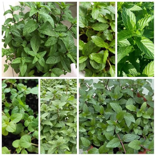 semi di menta piperita biologici - vecchie varietà per giardino, tappezzanti estremamente resistenti esotiche da balcone, 500pcs