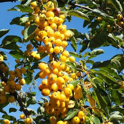 Malus Yellow Siberian | Crab Apple Tree | Ornamental Flowering Tree | 5-6ft