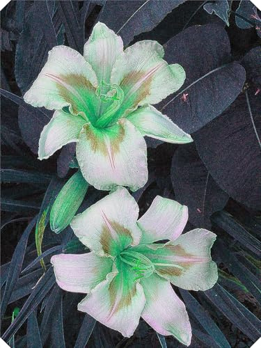 Hemerocallis Bulbos,Hermoso,Azucenas PlantasCrecer,Desarrollado,PlantacióN Azucenas BulboJardíN,-10bulbos-F