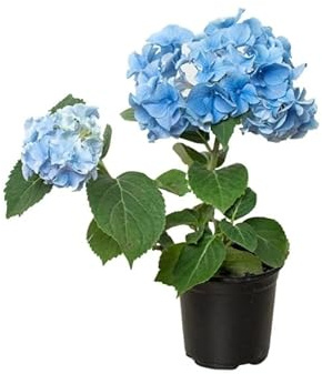 Planta de Hortensia Azul Viva Blue Hydrangea Lista para Florecer | Ideal para Exteriores