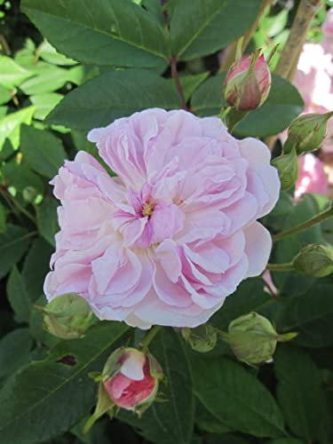 Rosa Romantic Siluetta ® - Ramblerrose Romantic Siluetta ® - Kordes Rose