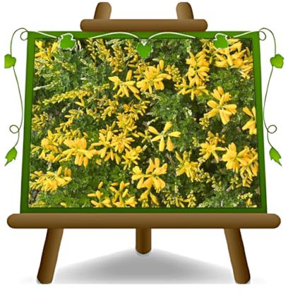 EURO PLANTS VIVAI Cytisus Scoparius o Ginestra pianta ornamentale su Vaso: 25 cm - Chioma 40/45 cm. *Altezza 40 cm.