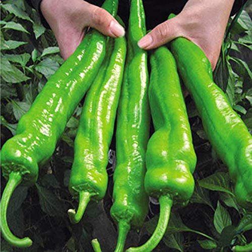 100 Stück Chili Samen, Chili Pflanzen Samen, Gemüsesamen, Ideale Garten Pflanzen, Balkon Pflanzen, 100Pcs Pepper Seeds (Chili)