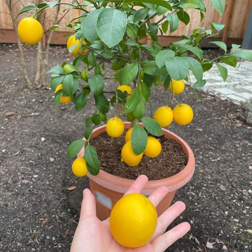 Limonero resistente - semillas limonero real árboles frutales enanos - Serie de plantas raras - macetas plantas de balcón plantas de balcón plantas frutales balcón con camas elevadas 5pcs