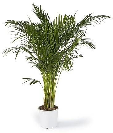 Cool Green - Plantas Naturales Interior - Areca - Mediana 23 - Apta para Mascotas