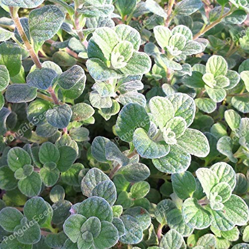 Portale Cool Origanum Majorana 80 Semi Freschi Maggiorana Heritage Ornamentali Annodata Maggiorana