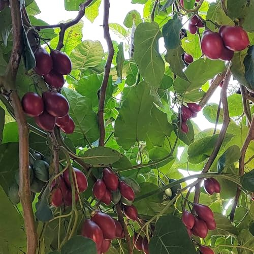 tamarillo tomate semillas de en extremadamente resistentes balcón resistentes perennes columnar bonsái reverdecimiento tejados perennes 80pcs