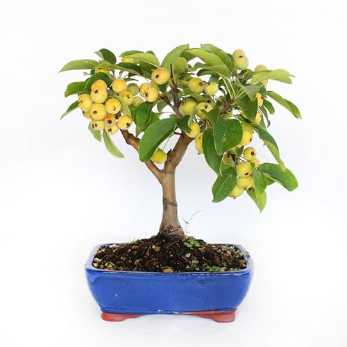 KENTIS - Bonsai di Melo - Malus Sp. - Pianta Vera da Frutto da Esterno - Piante da Giardino Balcone Terrazzo - H 25/35 cm Vaso in Ceramica 21 cm
