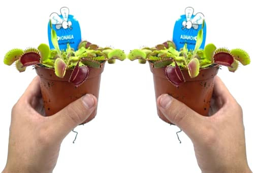 Duo de Plantas Carnívoras Naturales Dionaea Muscipula Plantas Que Comen Moscas