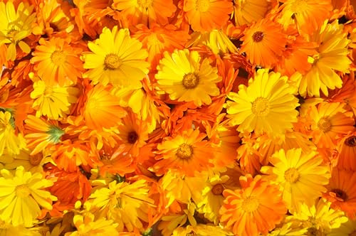 Ringelblumen Heilpflanzen Mix (Calendula officinalis) ´mit 7 verschiedenen Sorten´. (20000 Samen = 140,0g)