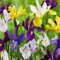 Bulbos de Flores (10 X Iris hollandica en mezcla)