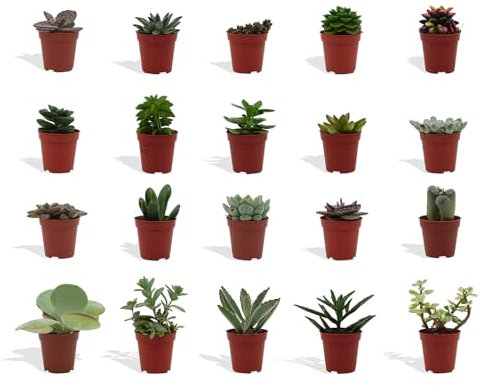 DutchLeafs Mini-Sukkulenten Mix 20 Stück Verschiedene Mini-Sukkulenten - Topf 5,5 cm - Kleine Pflanzen Mischung Sukkulenten Starter Set Pflegeleichte Zimmerpflanzen - Höhe 8-15 cm