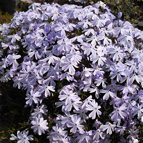 12 unità Phlox Subulata 'Emerald Cushion Blue' - Muschio di Phlox Vaso 9x9cm ±1 m² - Phlox con Fiori Blu e Crescita Bassa