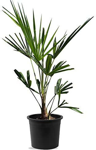 TropicTrees | Trachycarpus Fortunei | Palmier chanvre résistant au froid avec une hauteur de tronc de 5 cm | Hauteur totale 60 cm | Palmier pour l'intérieur et l'extérieur