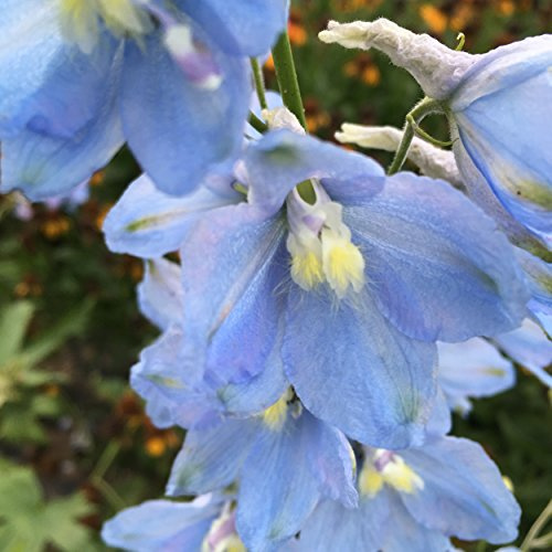 Blumixx Stauden Delphinium Elatum-Hybride ‘Sommerwind’ – Hoher Garten-Rittersporn, blau blühende Gartenstaude, winterhart, bienenfreundlich, für Beet und Bauerngarten