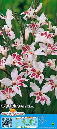 Gladiolenzwiebeln : Gladiolus nanus -Gladiole/Zwerggladiole  Prins Claus  5 Blumenzwiebeln
