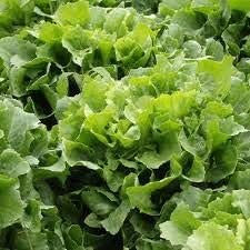 Semi Indivia Verde arricciato Ruffec Giardino Camere non OGM Tasty Cuore Festive foglie bianche (100):Graines