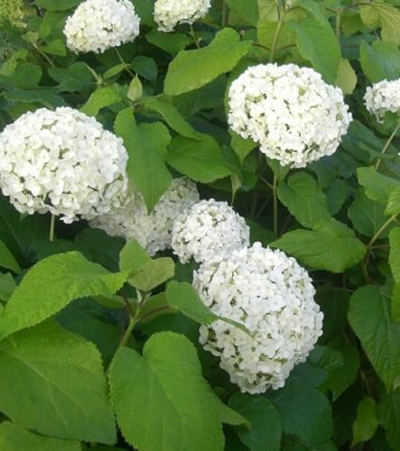 Ballhortensie Schneeball Hortensie Hydrangea arborescens 'Annabelle' 40-60 cm winterhart mehrjährig Freilandaufzucht