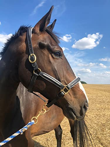 Cabestro de cuero negro para caballos, cabestro de establo premium en pony, sangre caliente, mazorca, sangre fría, seguro y resistente (cabestro de cuero + punto, sangre caliente)