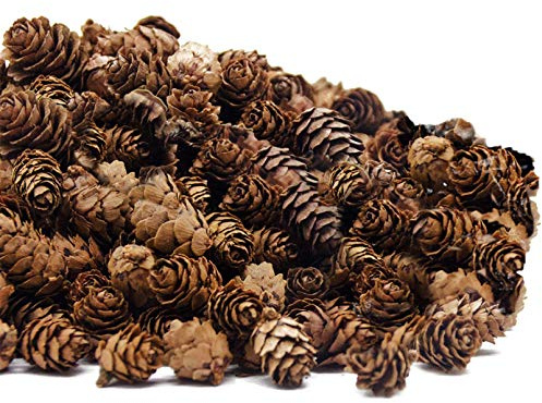 Deloky 250 PCS Christmas Natural Mini Pine Cones-Thanksgiving Pinecones Ornaments for DIY Crafts, Home Decorations,Fall and Christmas,Wedding Decor