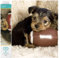 DIAMOND DOTZ DQ8.017 - Original 5D Diamond Painting Squares Set Hund Football, Kreativset mit 18.207 quadratische Diamant Mosaiksteinen, Malset ca. 32 x 41 cm für Erwachsene und Kinder ab 8 Jahren