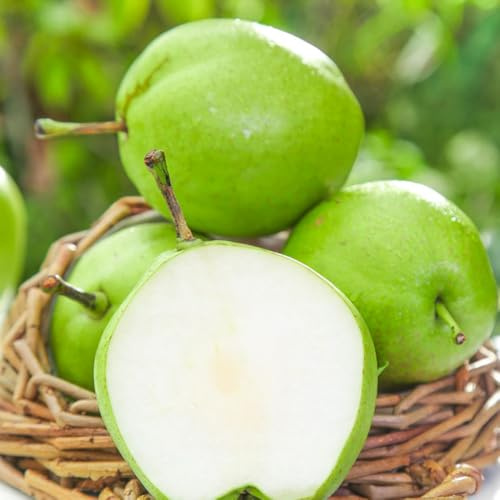 Semi di pero - frutteto raro da balcone per giardinieri da giardino roccioso esotico semi di frutto colonnari frutto colonnare per 100pcs