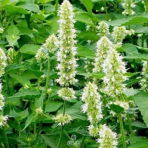 The Tibetan lofant 30+ PCS fresh seeds, Agastache rugosa