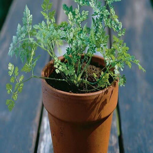 Chervil Plant Seeds 30pcs Green