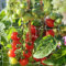 Trellis Netting, PDGROW Heavy Duty Garden Netting, 6 x 30 ft / 1.83 x 9.14m Plant Netting for Climbing Plants, Outdoor Indoor Grow Net for Bean Vine Vegetable Fruits and Flower, 2 PCs(One Pack)