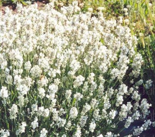 Lavender White Ellagance 'Snow White' Perennial Plug Plants Pack x6