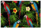 Tischsets Esstisch Tischsets Stoff Tischsets Küchentischsets Indoor Outdoor Tischset,Dschungel Tier Papagei hawaiische Blume Modern
