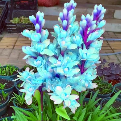 Tuberose – winterhart, mehrjährig, duftend – geeignet für die Dekoration im Innen- und Außenbereich-4 Wurzel-C