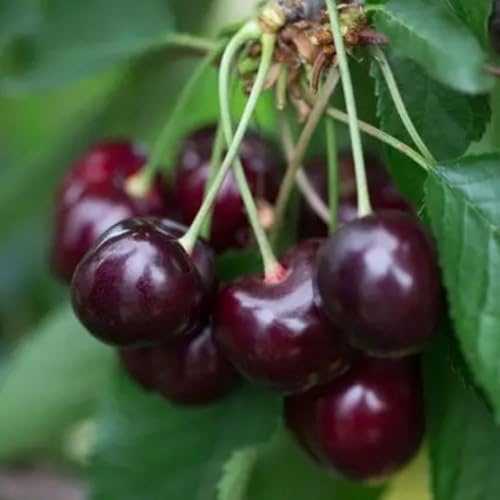 PIANTA DA FRUTTO CILIEGIA DURONA 2 in vaso 20 - età 2/3 anni (foto reali)