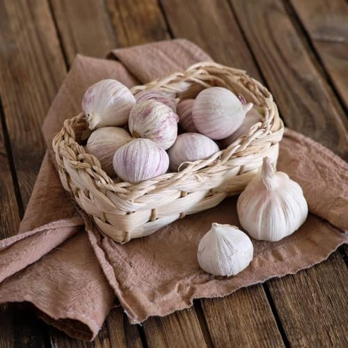 80 Pcs Knoblauch Samen Kaufen, Winterknoblauch, Pflanzknoblauch, Grünpflanzen Zimmerpflanzen Samen, Balkon Kräutergarten, Allium Sativum, Winterfeste Pflanzen Für Balkon, Wintergemüse