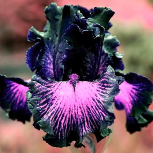 Iriszwiebeln,mehrjährige krautige pflanzen,iris-schwertlilie zwiebeln,schwertlilie rhizome,iris bulbs,iris Blume,schwertlilie lila,iris zwiebeln winterhart mehrjährig pflanzen.- 6zwiebeln-C