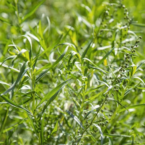 Semi di dragoncello biologici, semi per aiuole rialzate semi di vecchie varietà copertura del terreno da giardino roccioso resistenti esotiche 400pcs