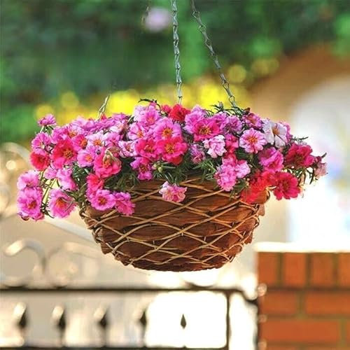 Moss Rose Happy Hour Peppermint 1000 Seeds + Plant tag + Freebie - Portulaca grandiflora