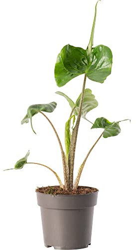 Alocasia Stingray Large Indoor Exotic House Plant Real Evergreen Tall Plants (30-40cm (Incl. Pot))