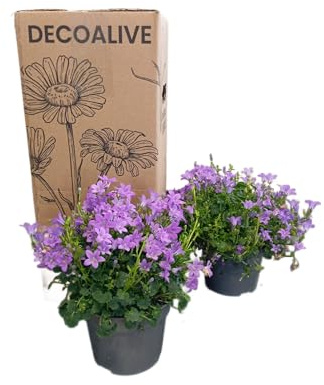 Campanula Ornamental en Maceta Ideal para Balcones y Jardines - Campanilla