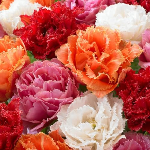 Bulbes de tulipes double-français collection (20 pièces) tulipes exclusives de Hollande, résistantes au froid et vivaces pour le jardin, les pots, le balcon d'Amsterdam (gros bulbes, pas de graines)