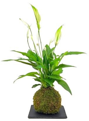 DECOALIVE Kokedama de Interior con Planta Envuelta en Musgo Spathiphyllum Natural
