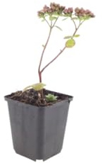Sedum 'Matrona' con Hojas Carnosas, para Rocallas, Rosa, Pack de 6, Ø9cm