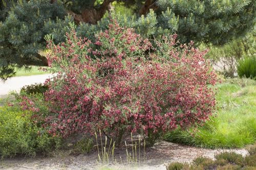 Cytisus scoparius 'Windlesham Ruby' 60-80 cm - Besenginster, rubinrote Blüten, Blütezeit April-Juni, ideal für Rabatten, pflegeleicht und winterhart